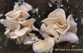 Pleurocybella porrigens-amf2121-2